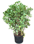 Dwarf Clusia 